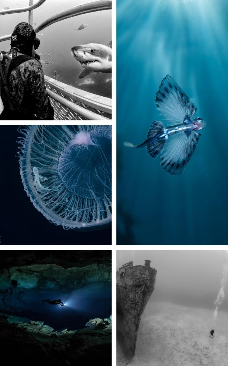 2019 Underwater Photographic Competition Winners